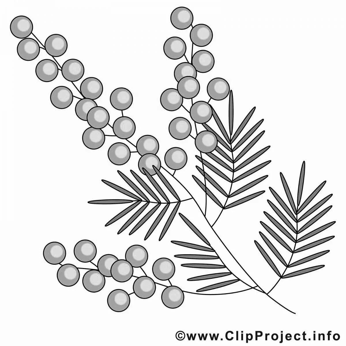 Мимоза раскраска. Мимоза раскраска для детей. Ветка мимозы раскраска. Мимоза для дошкольников.