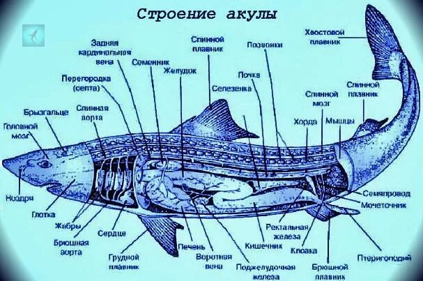 Внутреннее строение хрящевых рыб. Хрящевые рыбы строение. Внутреннее строение хрящевых рыб рисунок. Китовая акула внутреннее строение.