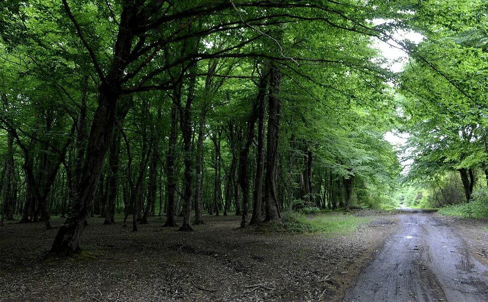 лиановый лес самурский лес. самурский лес в дагестане. субтропический лиановый лес в дагестане. лиановый лес в дагестане. самурский лиановый субтропический лес.