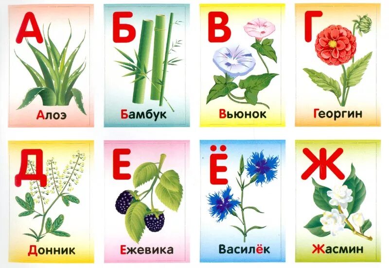 Растения на букву а. Азбука растений и цветов. Цветы на букву а названия. Растения на буквы алфавита.