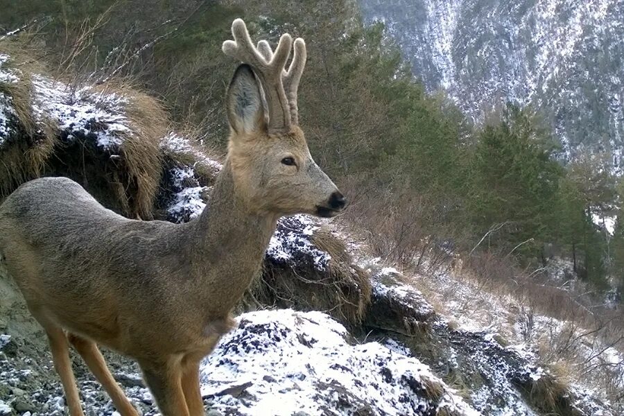 саяно-шушенский заповедник горный козел. саяно-шушенский заповедник животный мир. саяно шушенский заповедник животные. заповедник саяно-шушенский заповедник. снежный барс саяно-шушенский.
