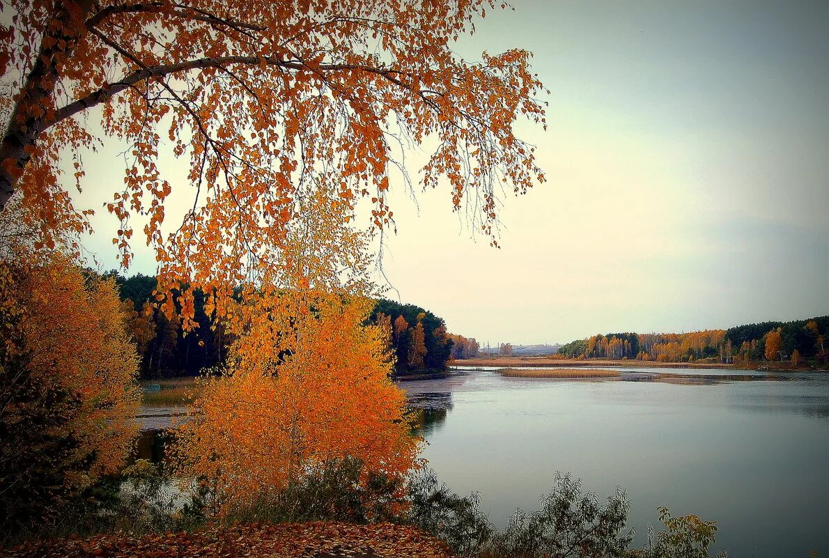 Осенний родной. Природа урая родного края хмао. Природа родного края. Смоленская деревня осень. Деревня осенью.