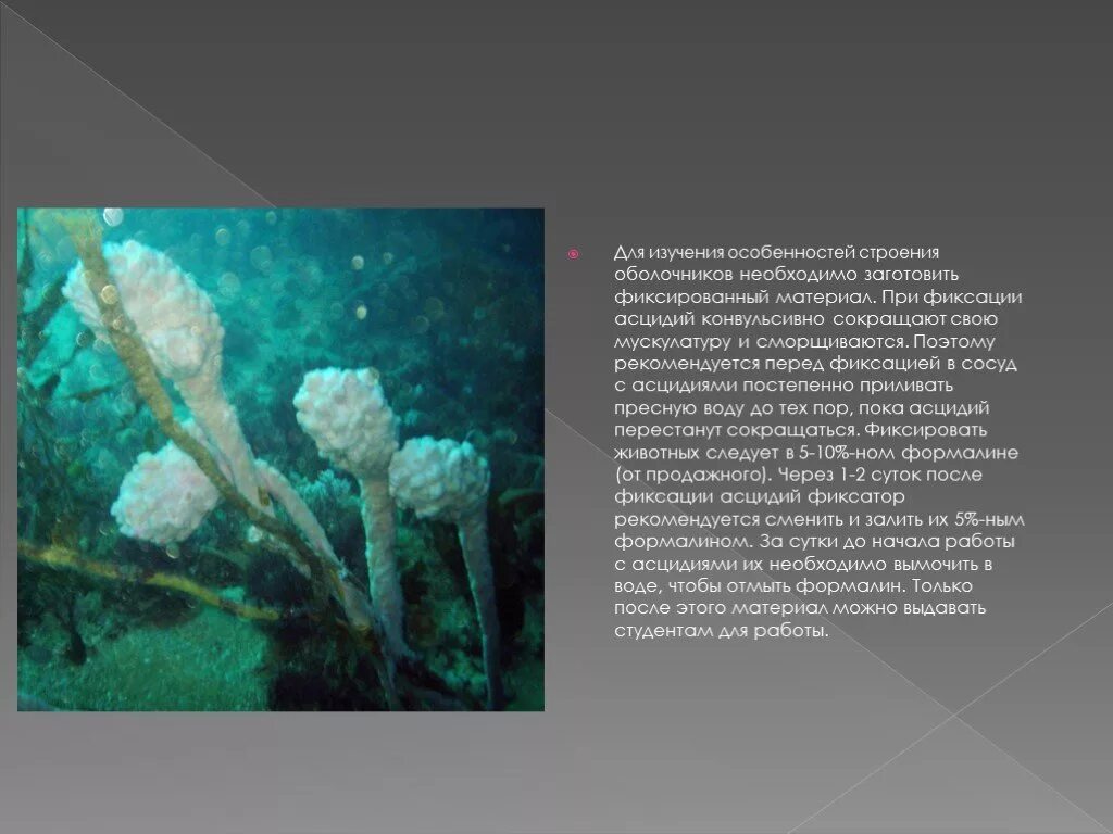 Образ жизни асцидии. Образ жизни асцидий. оболочники представители. особенности строения оболочников.