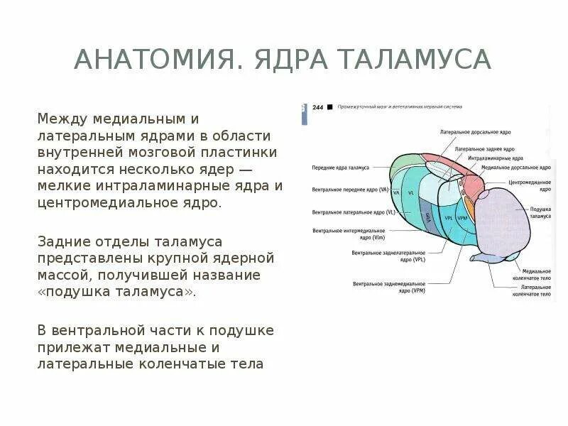 Схема расположения ядер таламуса. Заднее вентральное ядро таламуса. Вентральные ядра таламуса функции. Медиальная группа ядер таламуса функции.