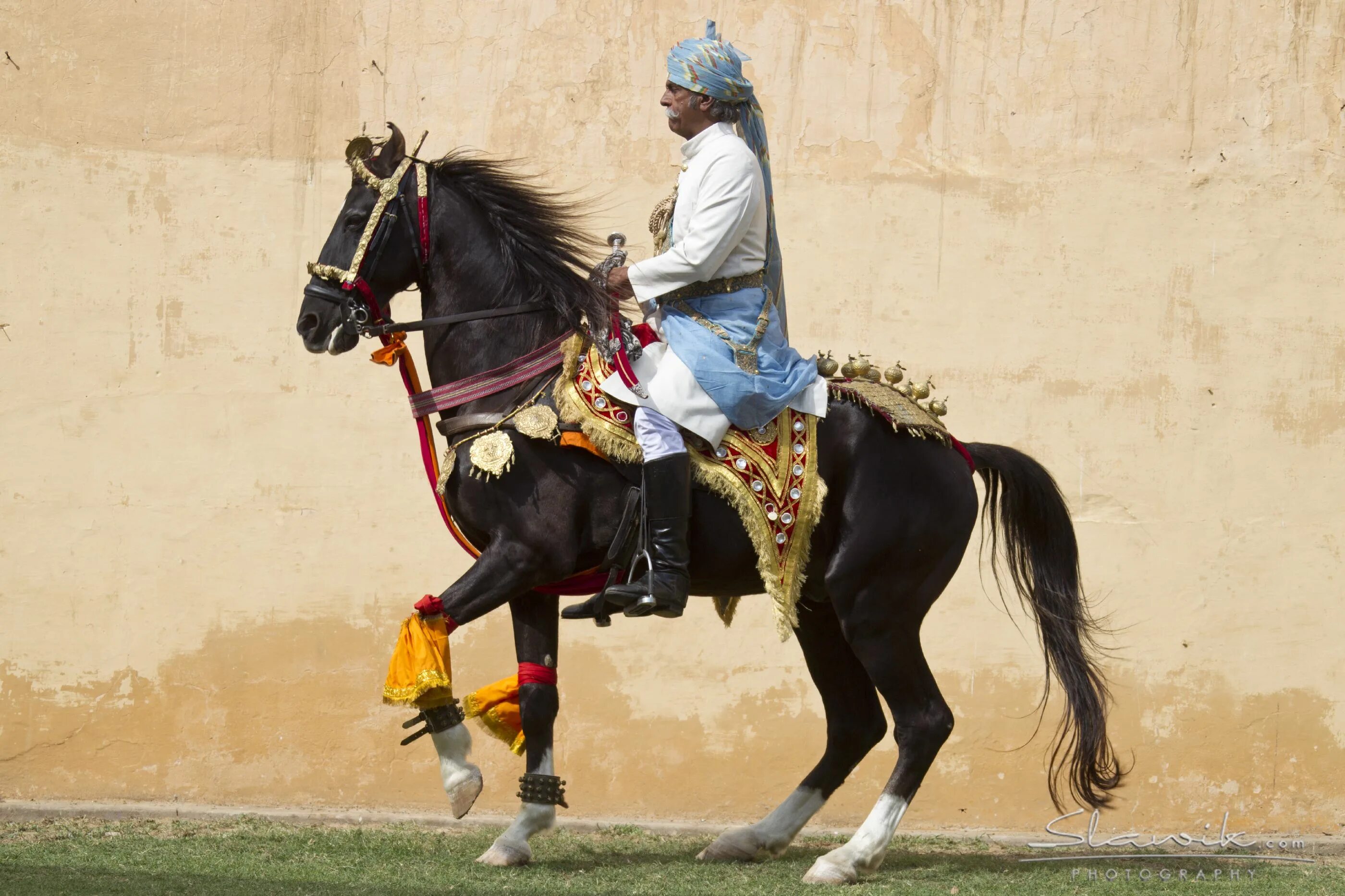 Indian horse. Лошади Индии марвари. Пегий марвари. Марвари верховая езда. Жеребец марвари.