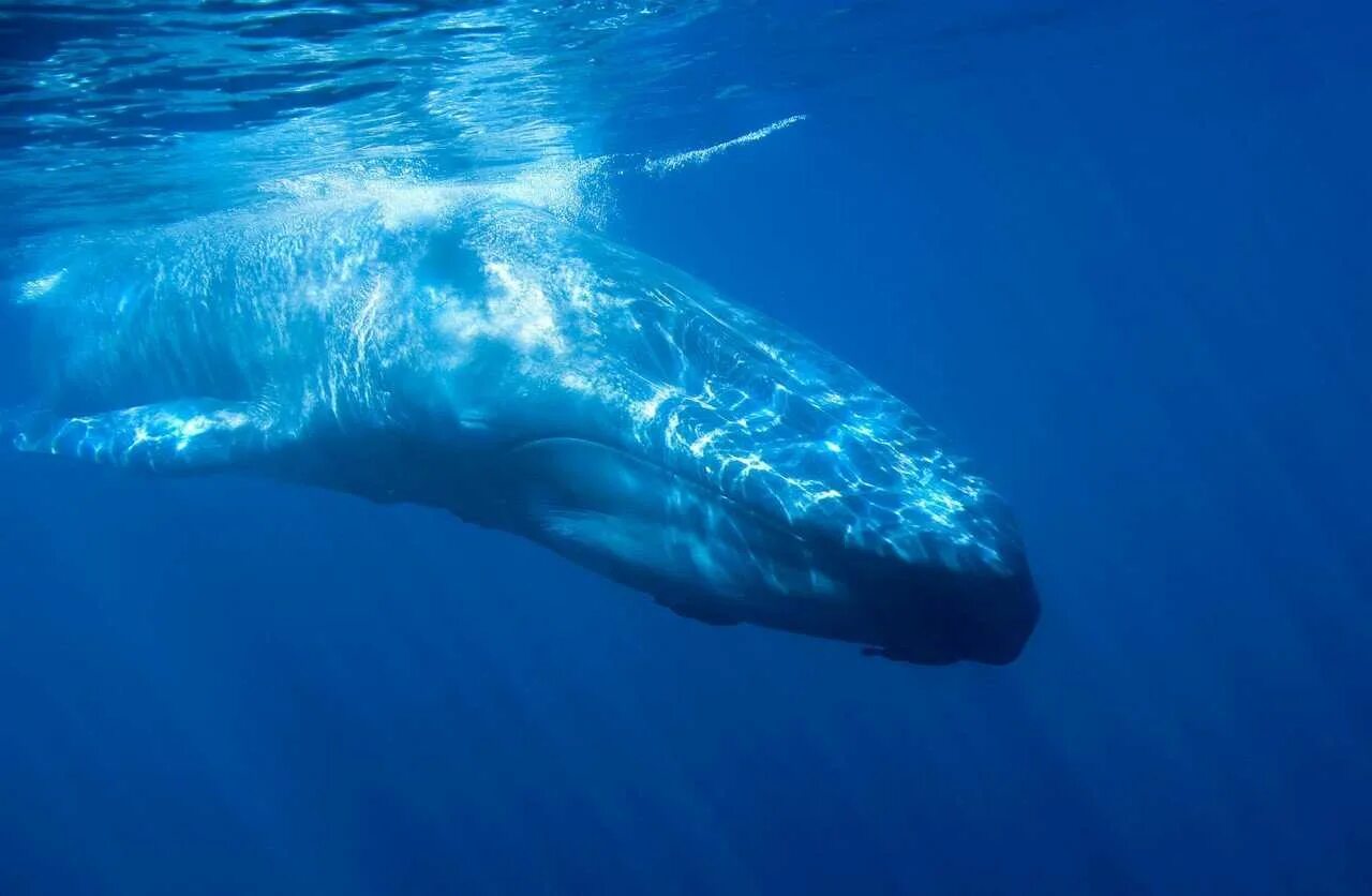 Самое большое животное жившее на земле. Голубой кит Balaenoptera musculus. Синий кит (голубой кит). Голубой кит блювал. Блювал (голубой или синий кит).