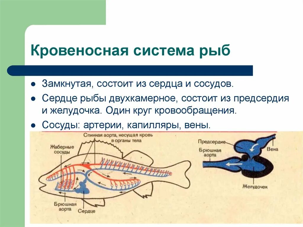 Кровеносная система позвоночных рыб. Кровеносная система рыб 7 класс биология. Кровеносная система рыб 7 класс таблица. Кровеносная и дыхательная система рыб. Особенности кровообращения рыб