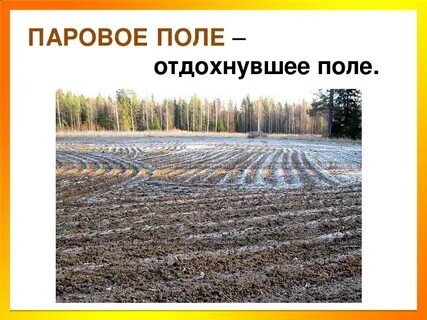 Паровое поле