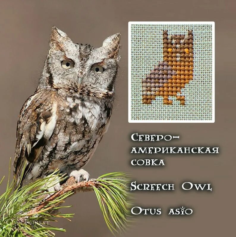 100 сов вышивка. Совиный сэмплер 100 сов. Совиный сэмплер 100 сов. Совиный лес вышивка 100 сов. 100 сов вышивка.