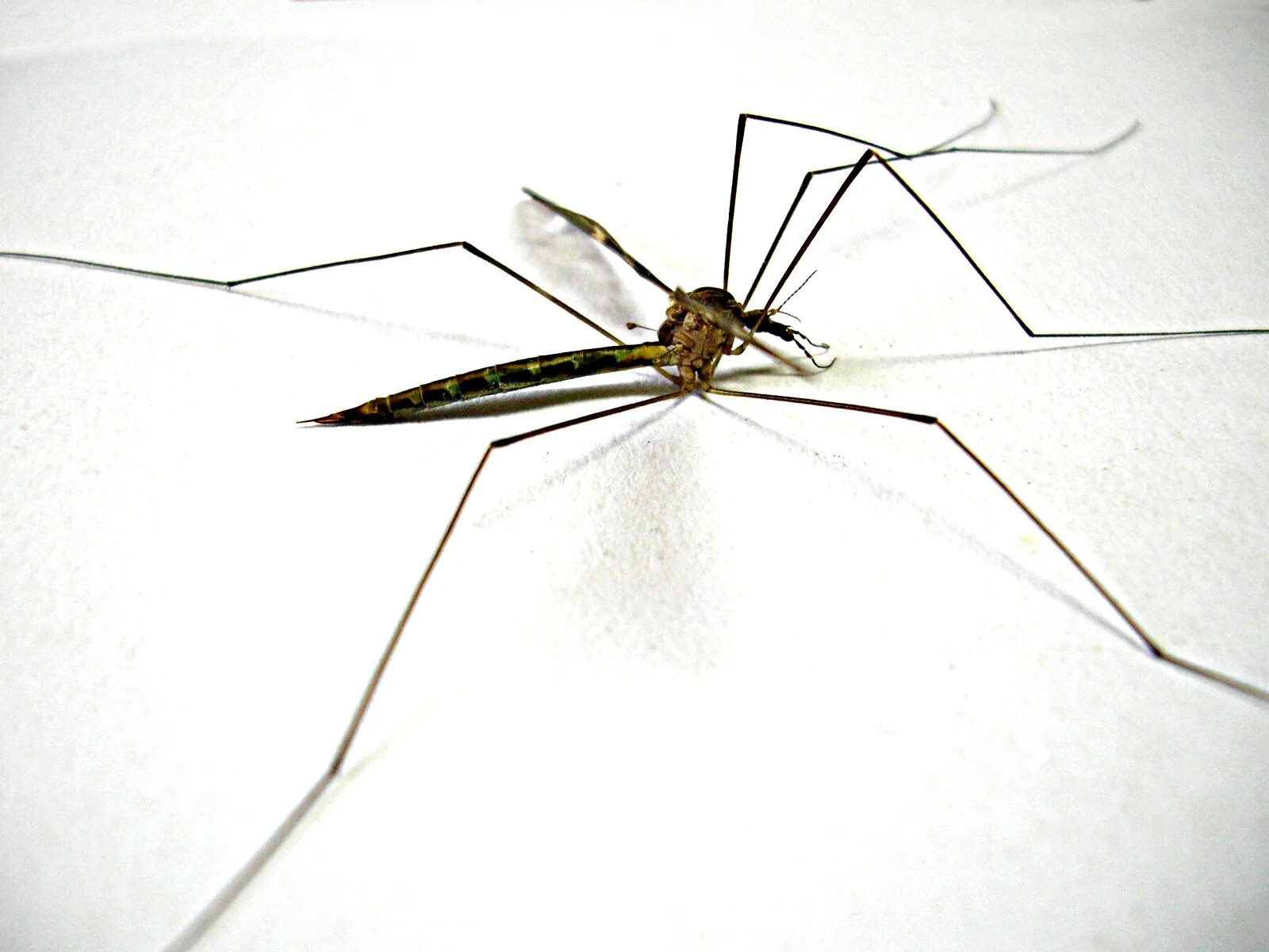 Комар большой как называется с длинными. Малярийный комар долгоножка. Комар гигант - долгоножка. Малярийный комар большой комар. Карамора комар.
