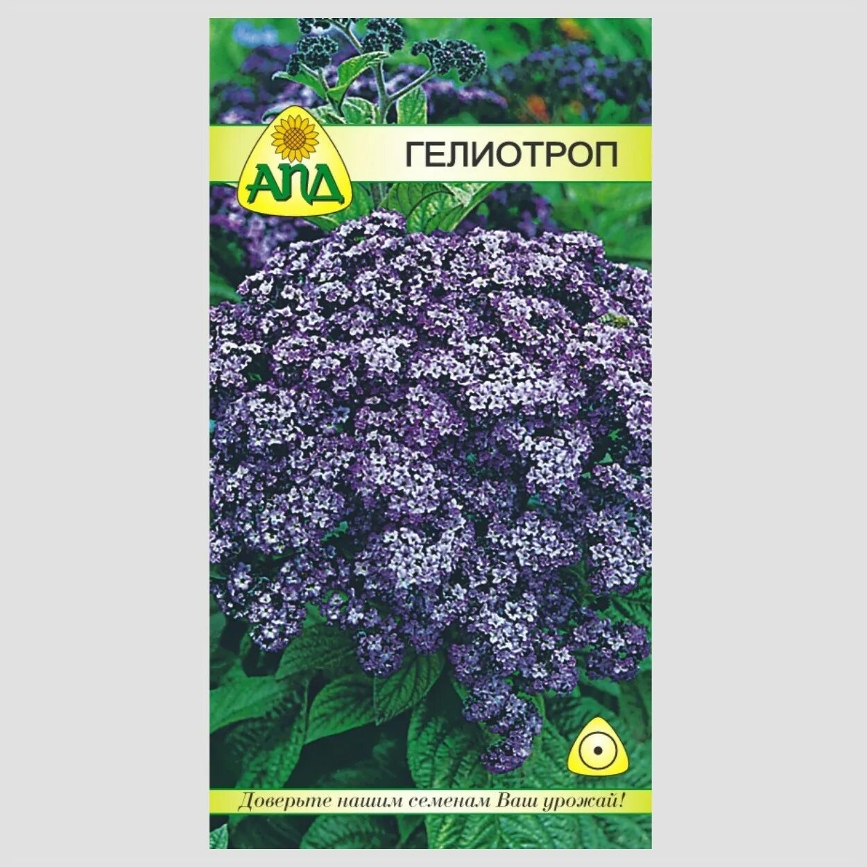 Гелиотроп многолетний. Гелиотроп цветок многолетний. Гелиотроп цветок семена фото. Семена гелиотроп морской бриз. Гелиотроп одиссей семена.