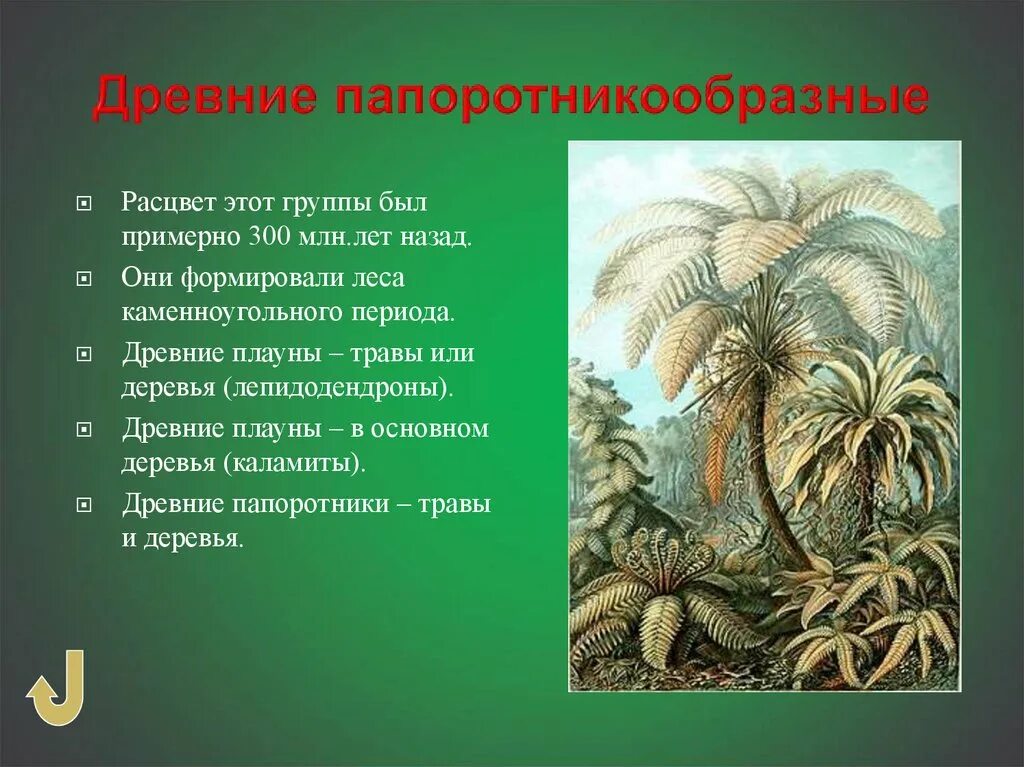 В каком периоде жили древовидные растения. Древние Папоротникообразные растения. Древовидные папоротники карбона. Папоротники каменноугольного периода. Древовидные папоротники палеозойской эры.