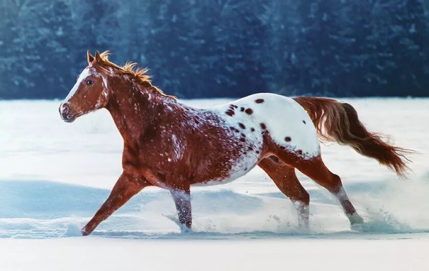 Пестрая зима. Аппалуза лошадь. Чубарая лошадь Аппалуза. Конь породы Аппалуза. Гнедая Аппалуза лошадь.