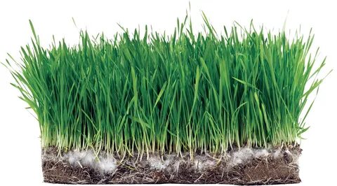 Grass plant
