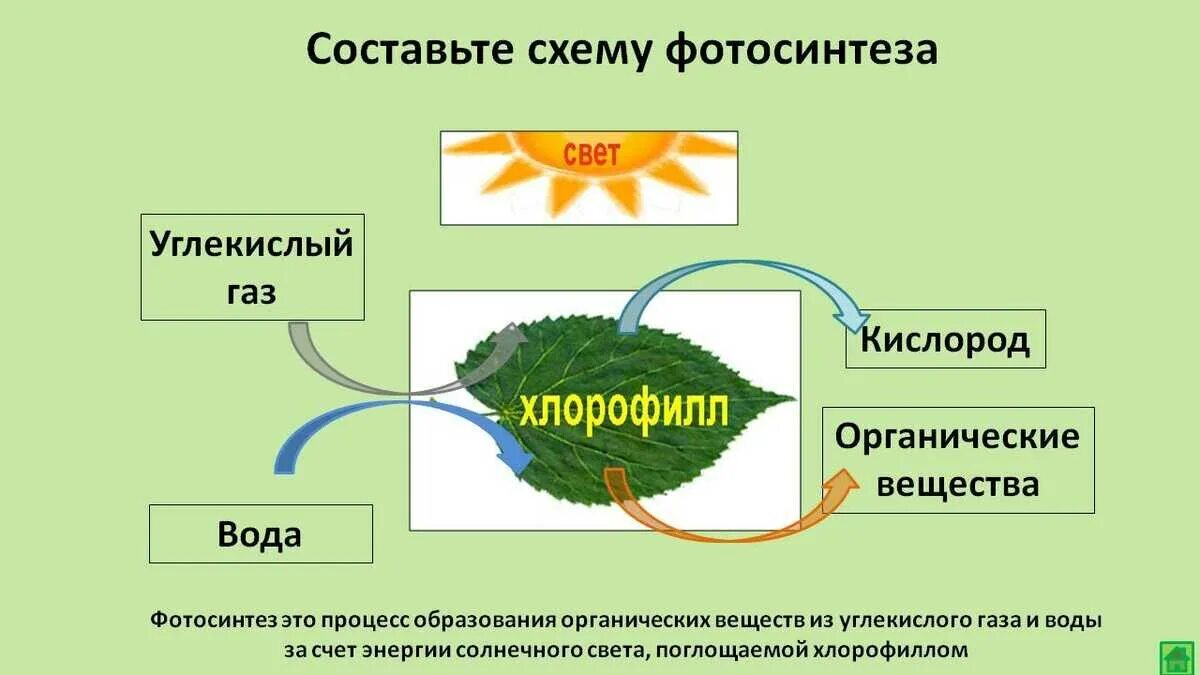 Как называется хлорофилл водорослей