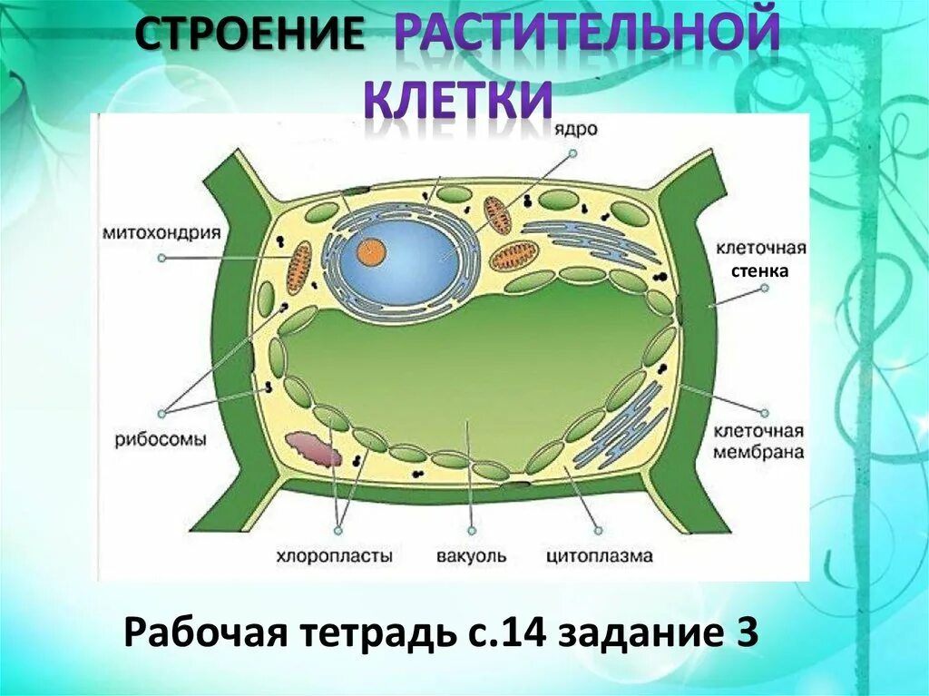 Какая основная часть клетки. Строение растителтнрй к-ЛТКИ 6 класс. Схема строения растительной клетки. Строение растительной клетки 3 класс. Строение растительной клетки 7 класс биология.