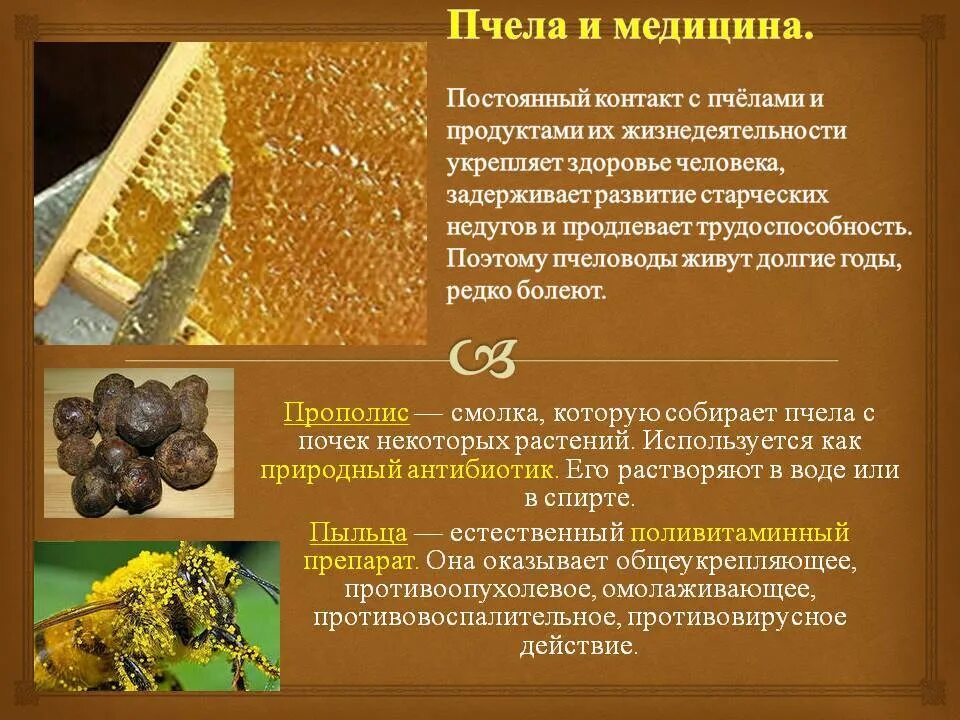 Как применять прополис. Забрус перга прополис пыльца. использование продуктов пчеловодства. продукты пчеловодства в медицине. о целебных продуктах пчел.