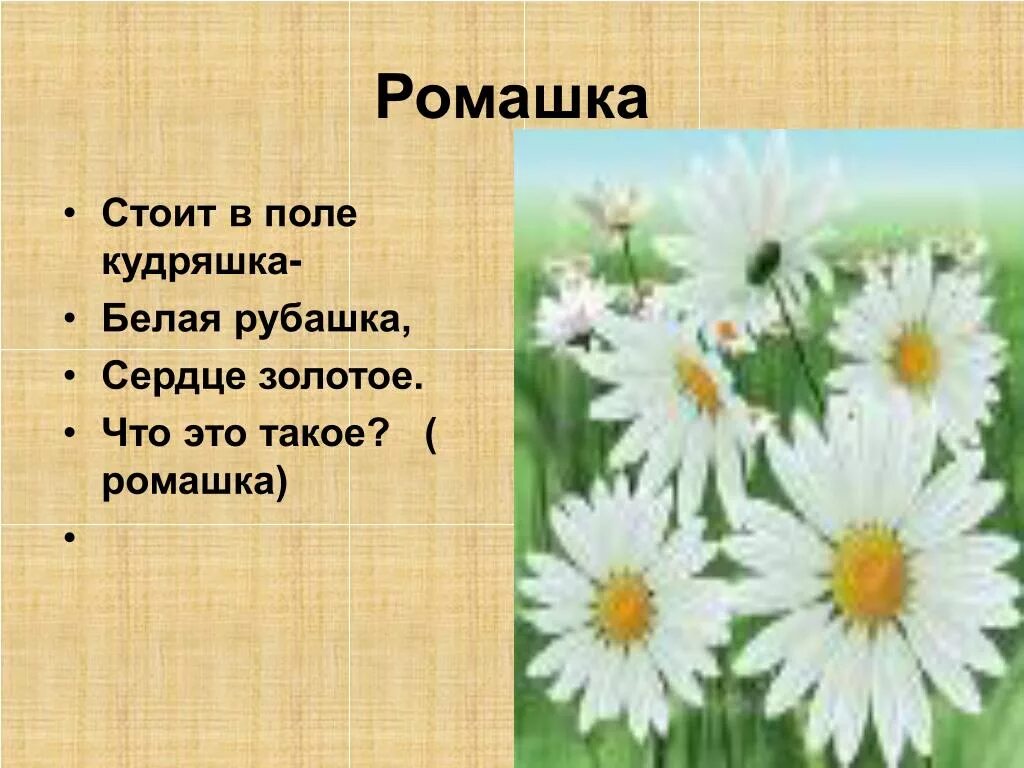 Сердечко золотое что это такое загадка. Загадка про ромашку. Загадка про ромашку для детей. Стих про ромашку. Ромашка презентация для дошкольников.