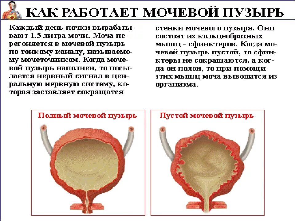 Какие симптомы мочевого пузыря. Мочевой пузырь строение и функции. функции мочевого пузыря. как работает мочевой пузырь. функции мочевого пузыря человека.