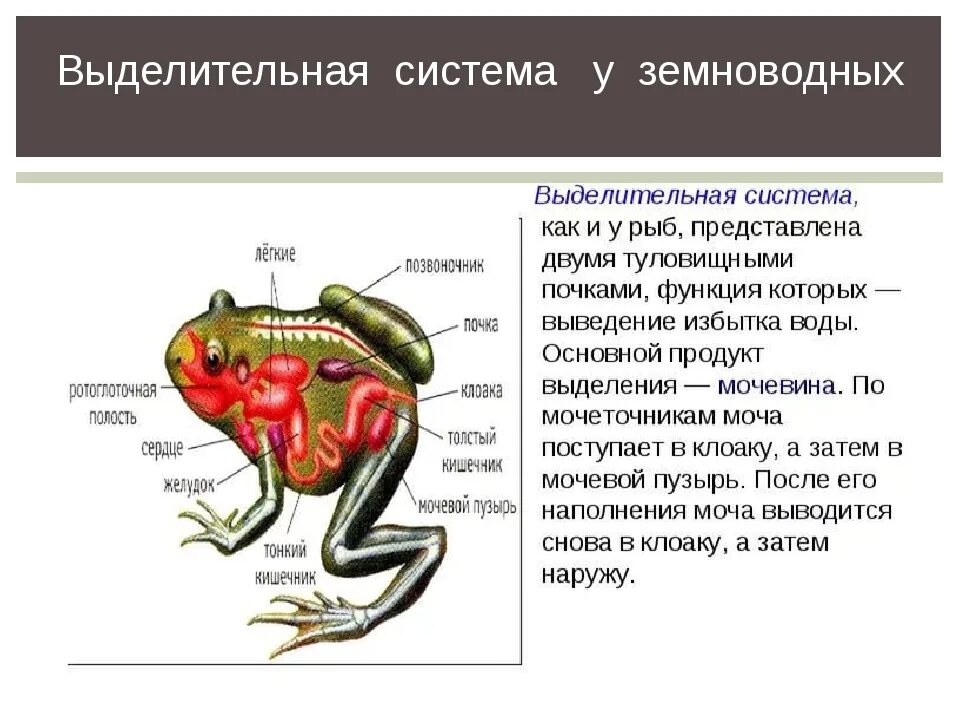 Последовательность выделения земноводных. Класс земноводные или амфибии выделительная система. Выделительная система земноводных лягушки. Выделительная система земноводных таблица. Выделительная система амфибий 7 класс.