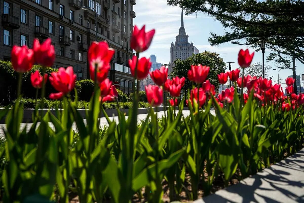 Фото с тюльпанами на улице. Москва весной. Тюльпаны. Весенний город.