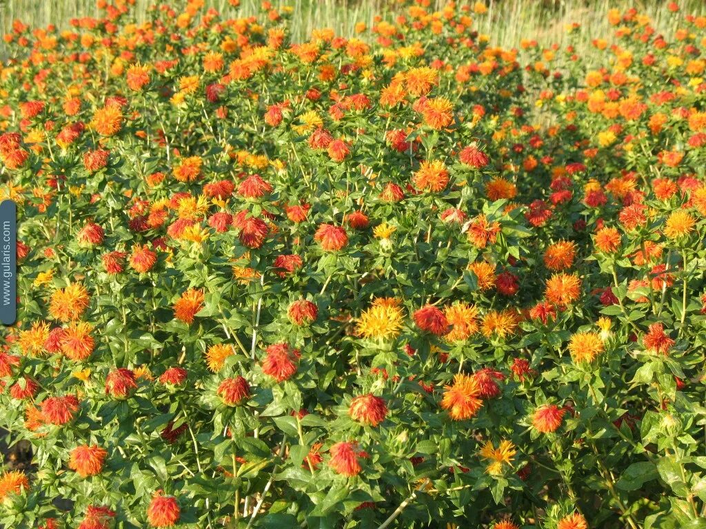Как выглядит сафлор растение фото Safflower Seeds Etsy Frø, Urtemedisin