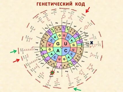 Генетик код