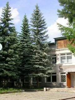 Голубые ели иркутск