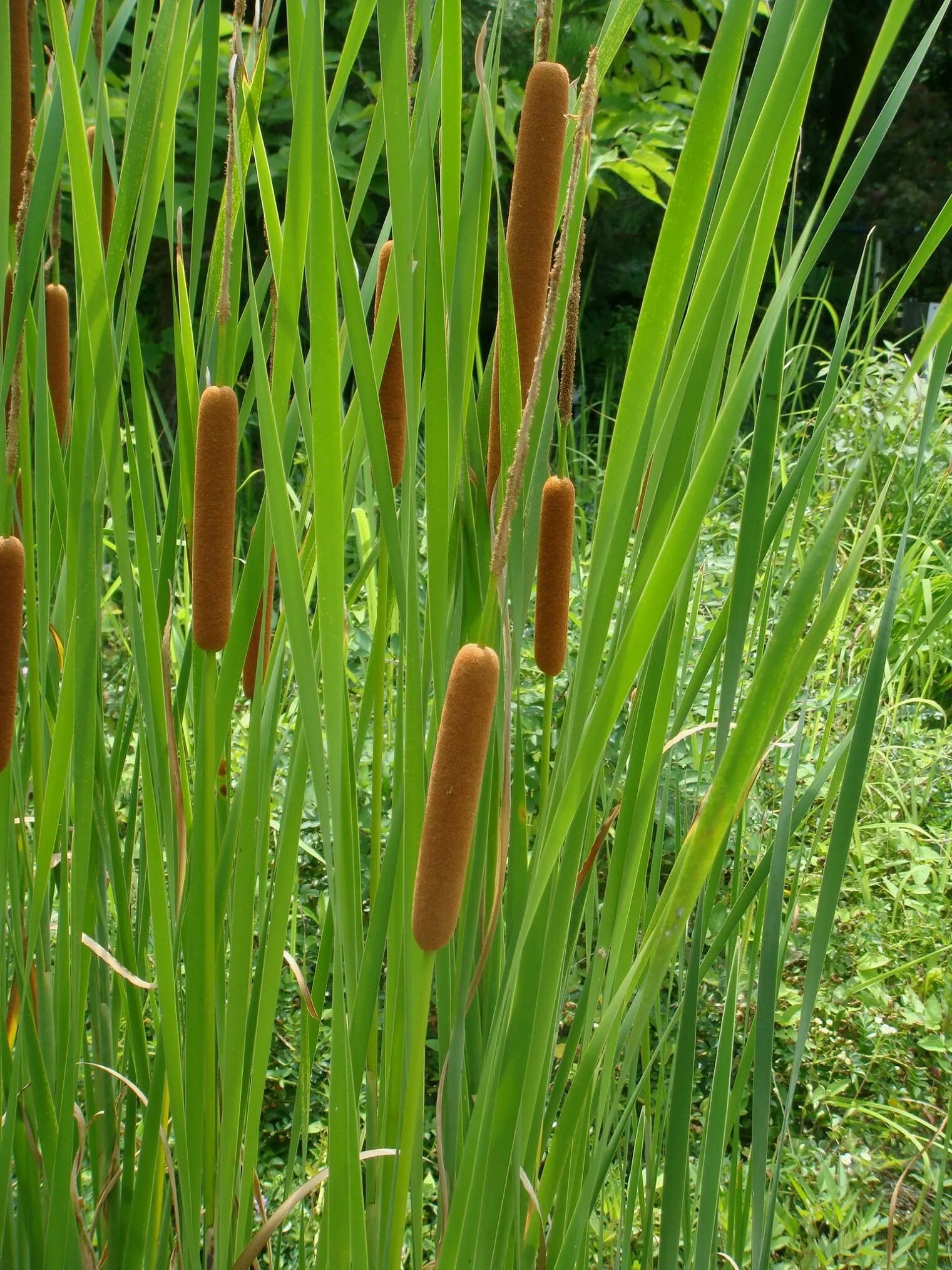 Камыш растение фото. Рогоз узколистный (Typha angustifolia). Камыш рогоз чакан. Рогоз узколистный (Typha angustifolia l.). Рогоз широколистный (Typha latifolia).