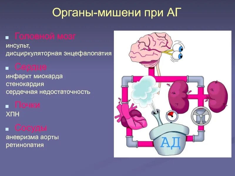 5 органы мишени. Органы мишени при гипертонической болезни. Регуляция сосудистого тонуса патофизиология.