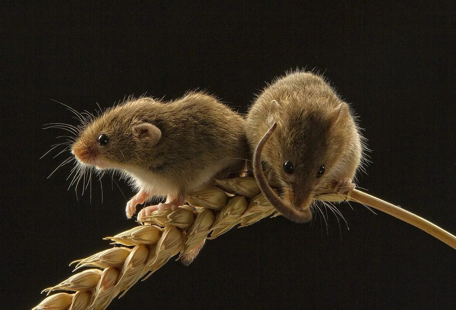 Развитие мышей. Желтобрюхие полевки. Мышь полевка. Мышь полевка маленькая. Древняя мышь.