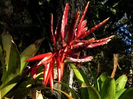 Rainforest plants