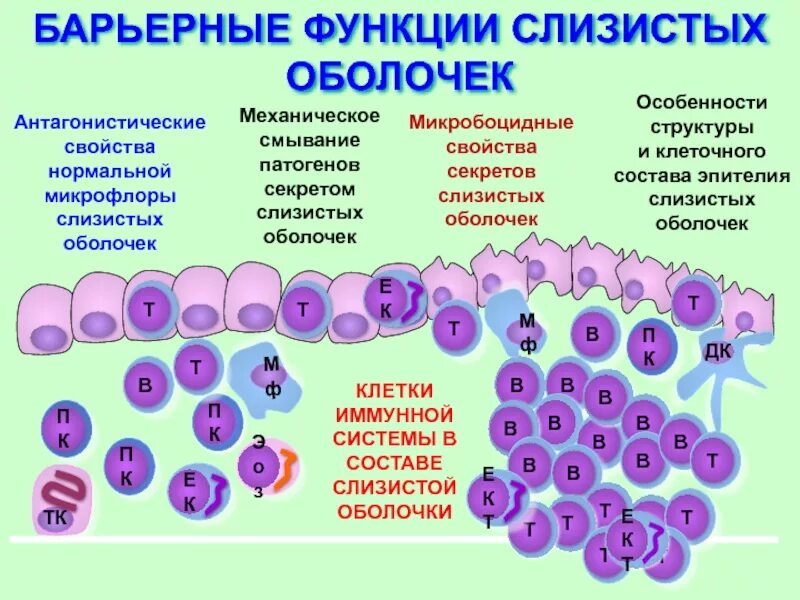 Свойства слизистых оболочек. Барьерная функция слизистых оболочек. Функции слизистой оболочки. Защитная функция слизистой оболочки. Барьерные функции кожи и слизистых оболочек.