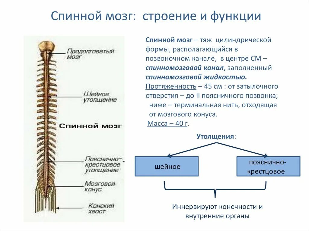 Спинной мозг понятие