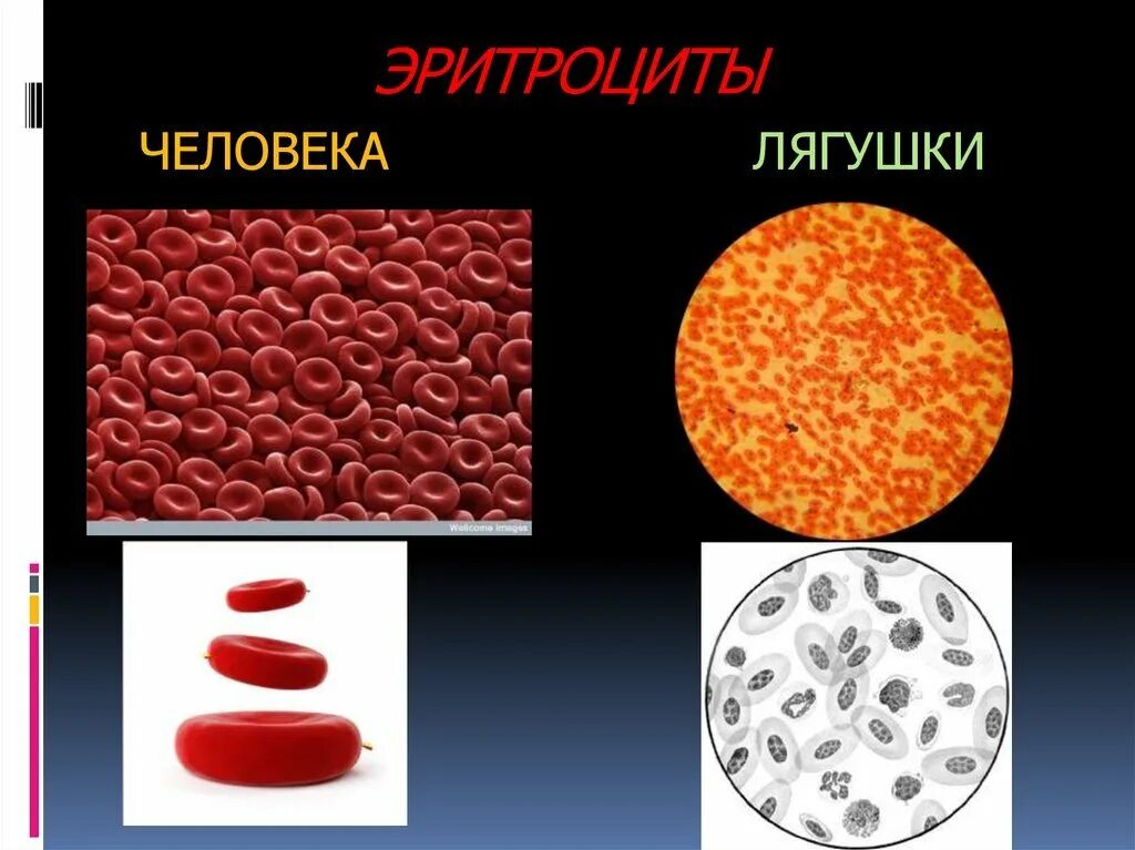 Зарисуйте эритроцит. Форма клеток крови человека и лягушки. форма клетки эритроцитов человека и лягушки. форма эритроцитов лягушки и эритроцитов человека. эритроциты крови лягушки.