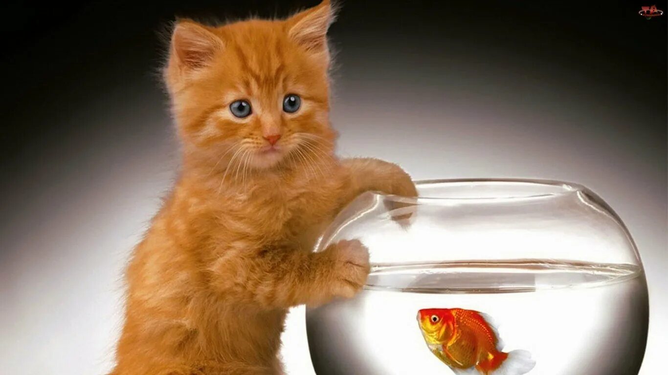 Котенок и аквариум. Рыбка для кошки. Аквариум с кошкой. Котенок и аквариум. Котенок и аквариум.