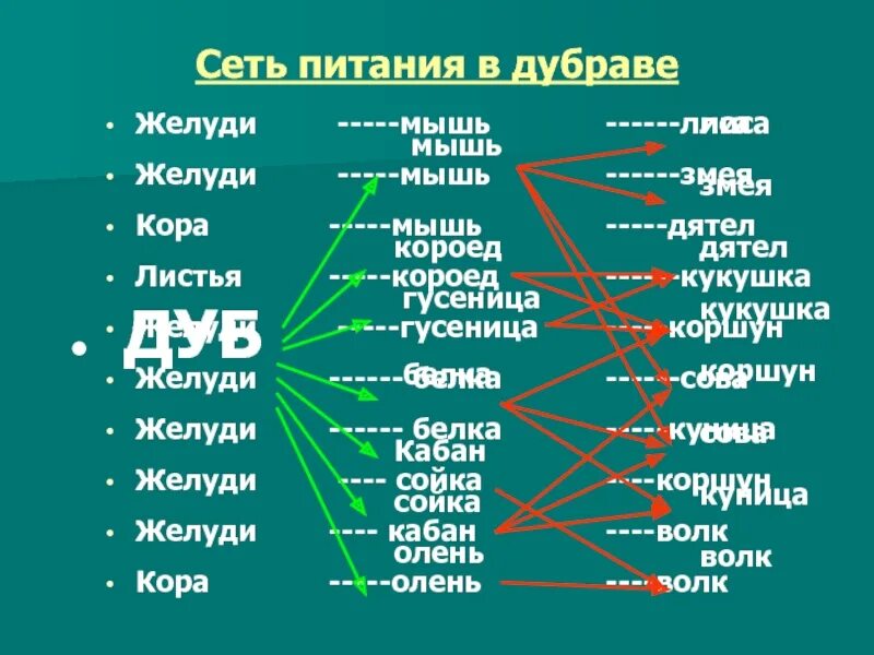 Цепи питания в дубраве