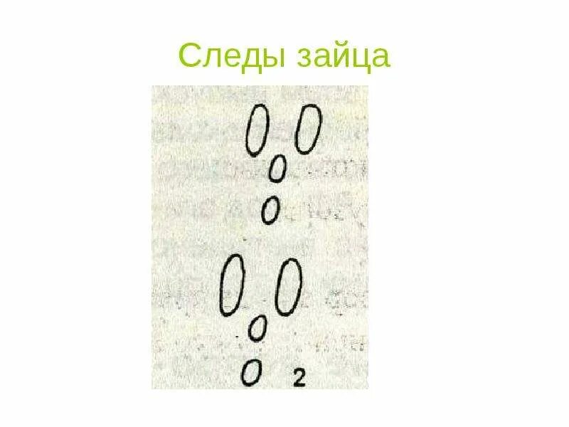 Не заячий след не распечатанное письмо. Следы зайца. Следы зайца для детей. Следы зайки для детей. Картина следы зайца.