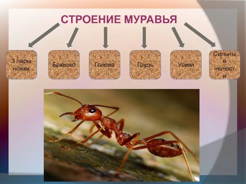 Какое развитие у муравья. Строение муравья. Строение муравьёв. Строение муравья в картинках. Строение муравья для детей.