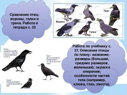 Ворон и сорока рабочий лист