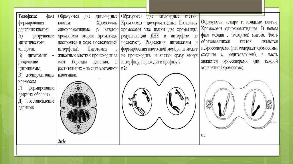 Деление клетки задачи. Телофаза митоза биология ЕГЭ. Тип и фазу деления исходной диплоидной клетки. Фазы митоза ЕГЭ. Схема митоза ЕГЭ биология.