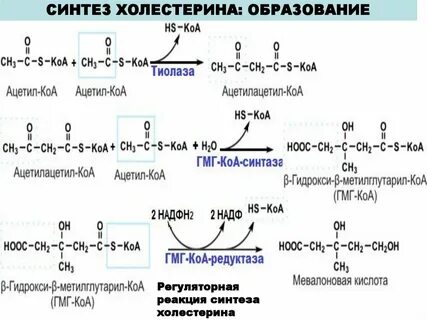 Образование холестерина в печени
