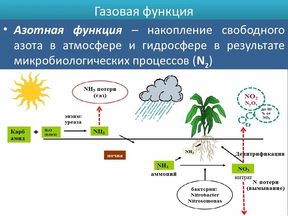 Углекислый газ функции в биосфере. Газовая функция биосферы. Газовая функция живого вещества. Газовая функция живого вещества в биосфере. Газовая функция примеры.