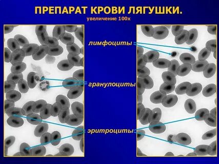 Препарат лягушки