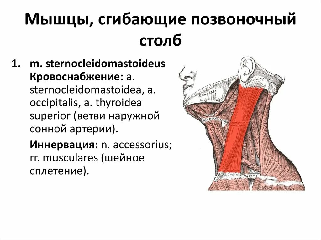 Гни нижний. Мышцы сгибающие и разгибающие позвоночник. Мышцы сгибатели спины. Мышцы сгибающие позвоночник. Мышцы разгибающие Позвоночный столб.