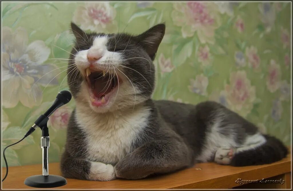 Пой веселей силенок не жалей. Кот поет. Кот с микрофоном. Кошка с микрофоном. Поющие животные.