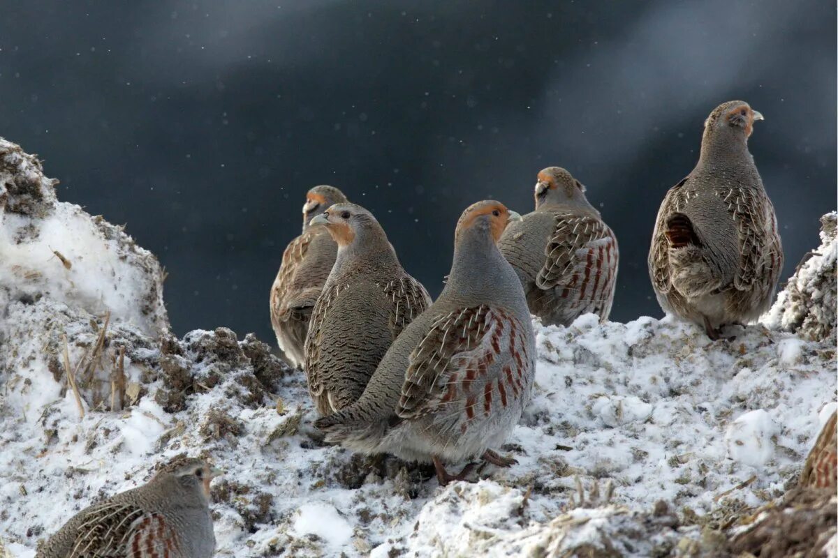 Серая куропатка (Perdix Perdix). Куропатка обыкновенная. Серая куропатка в Ленинградской области.