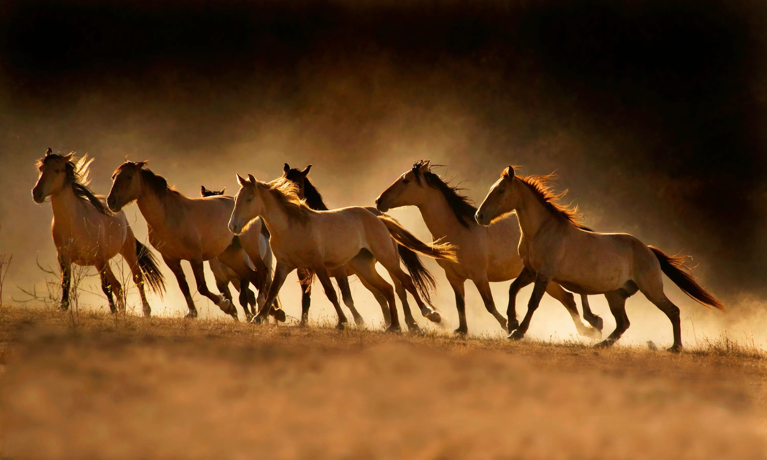 Horses song. Лошадь Пржевальского табун. Табун диких лошадей. Лошади породы Мустанг табун. Мустанги Дикие лошади.