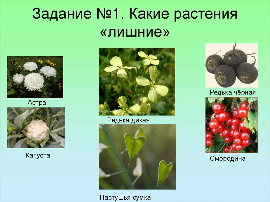 К какому семейству относится растение имеющее следующую