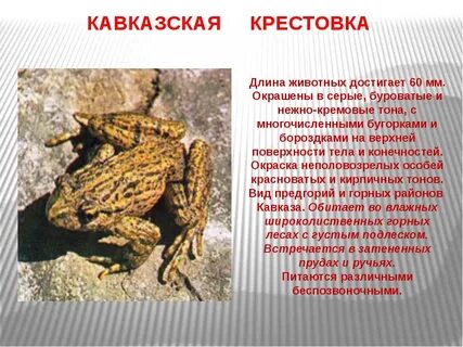 Животные из красной книги краснодарского края
